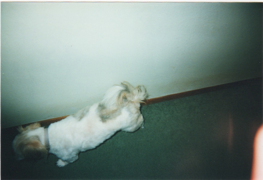 I started my early photography career with a 35mm camera, chasing down my family pets and capturing images of the walls in my house, the carpet, and little more than those pets' tails. 